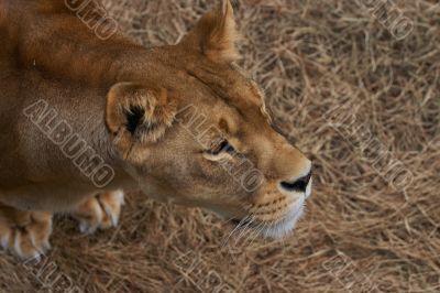 Portrait of Lioness