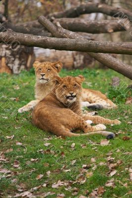 Two young lions together