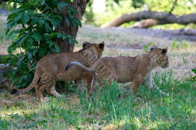 Two young lions together