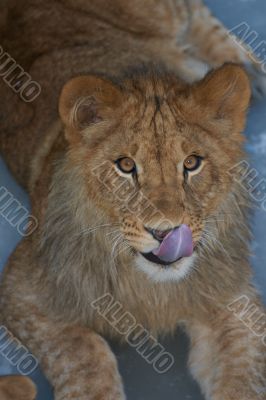 close-up of a cute lion cub