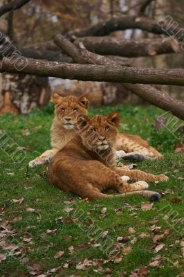 Two young lions together