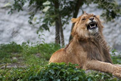 Portrait of a big male lion
