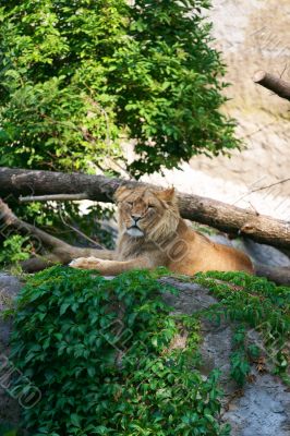 Portrait of a big male lion
