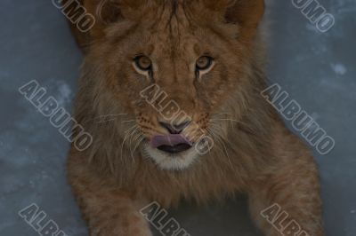 close-up of a cute lion cub
