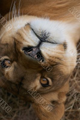 Portrait of Lioness