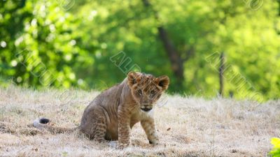 close-up of a cute lion cub