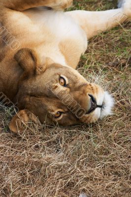 Portrait of Lioness
