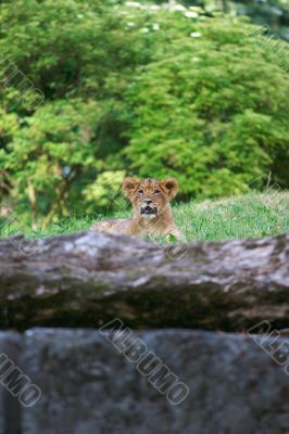 close-up of a cute lion cub