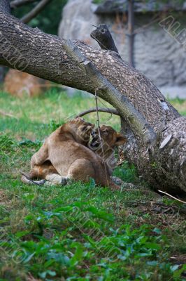 Two young lions together