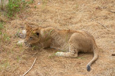 close-up of a cute lion cub