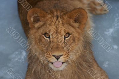 close-up of a cute lion cub