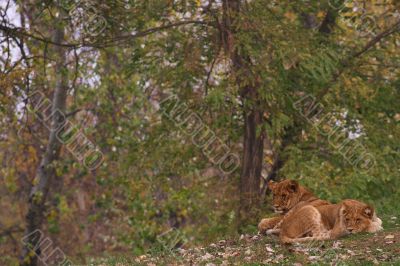 Two young lions together