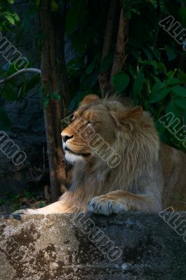 Portrait of a big male lion