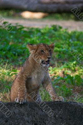 close-up of a cute lion cub