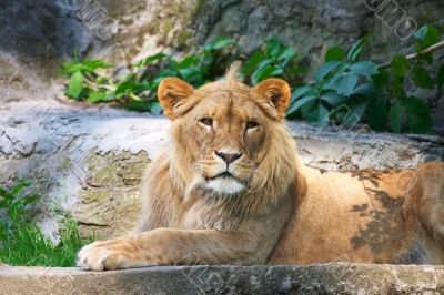 close-up of a cute lion cub