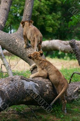 Two young lions together