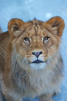 close-up of a cute lion cub