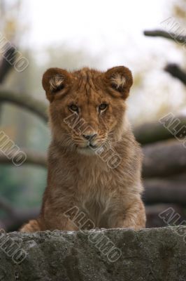 close-up of a cute lion cub