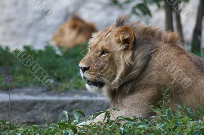 Portrait of a big male lion