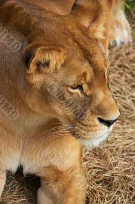 Portrait of Lioness