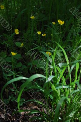 Wild flowers