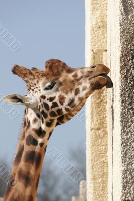 giraffe licking a wall
