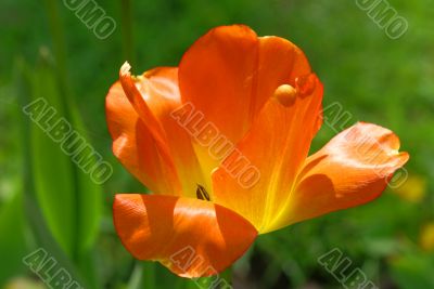 Orange bright tulip