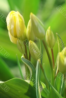 yellow tulip buds
