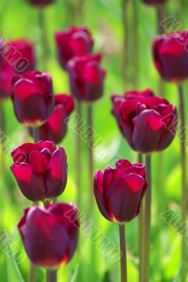 Nice violet tulips