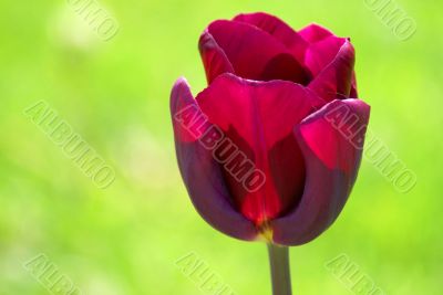 Purple tulip