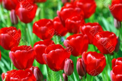 Red tulips