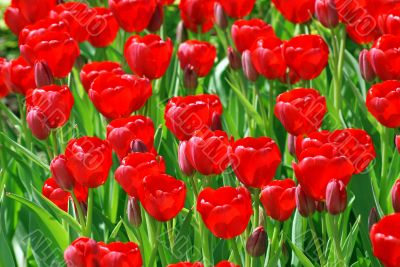 pattern of red tulips