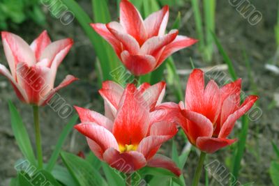 group of pink fresh tulips