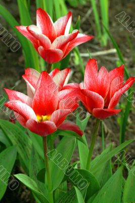 Nice pink tulips