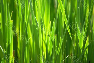 close-up grass