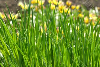 close-up grass