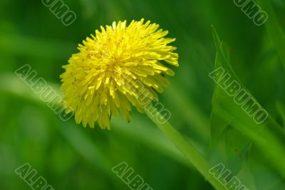 dandelion 2