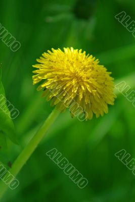 dandelion