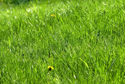 Grass 2