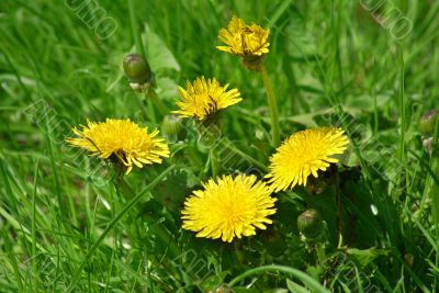 Dandelions