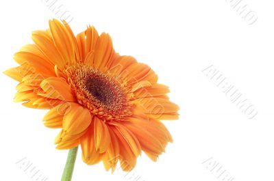 Flower Gerbera