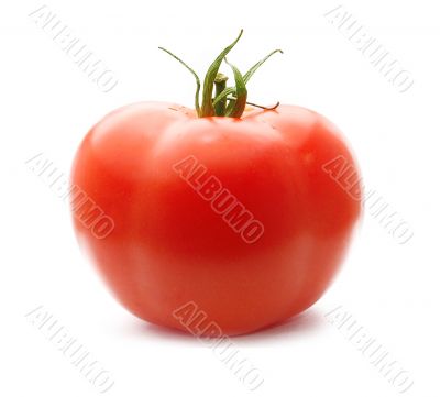 Fresh Red Tomato