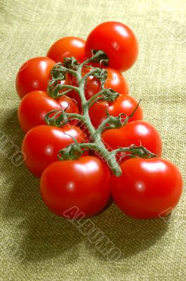 red cherry tomatoes on the vine