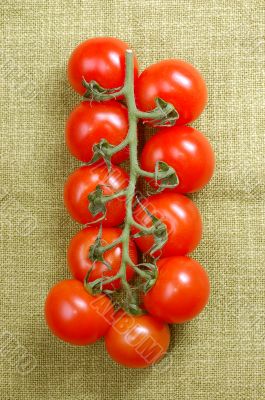 red cherry tomatoes on the vine
