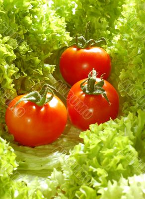 Fresh salad with tomatoes