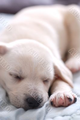 Sleeping Labrador puppy