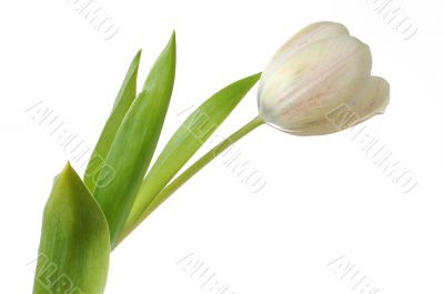 White tulip flower