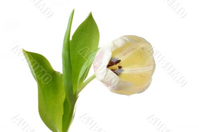 White tulip flower