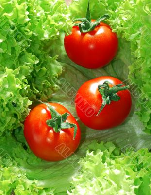 Fresh salad with tomatoes