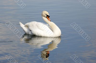 Swan
